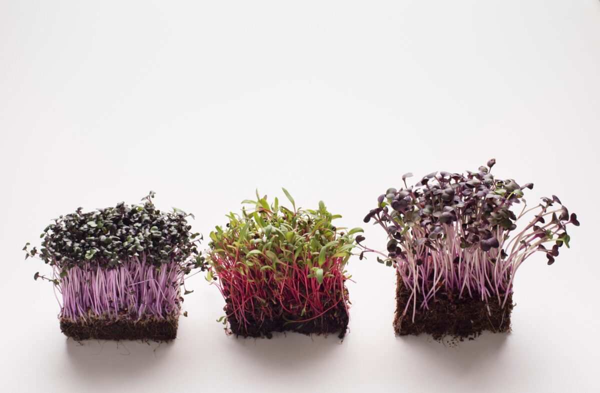 How To Grow Microgreens At Home – A Beginner’s Guide